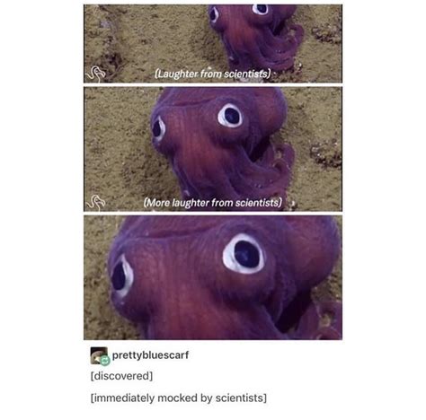 stubby squid meme